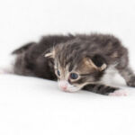 Masek de Tsavo*ES három hetes. Köszönjük a képeket tenyésztőinek: Teresa Martínez és Joaquin Pueche!