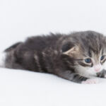 Masek de Tsavo*ES három hetes. Köszönjük a képeket tenyésztőinek: Teresa Martínez és Joaquin Pueche!