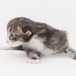 Masek de Tsavo*ES három hetes. Köszönjük a képeket tenyésztőinek: Teresa Martínez és Joaquin Pueche!