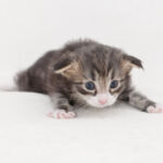 Masek de Tsavo*ES három hetes. Köszönjük a képeket tenyésztőinek: Teresa Martínez és Joaquin Pueche!