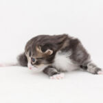 Masek de Tsavo*ES három hetes. Köszönjük a képeket tenyésztőinek: Teresa Martínez és Joaquin Pueche!