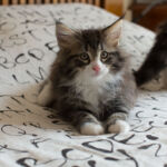 Masek de Tsavo*ES nyolc hetes. Köszönjük a képeket tenyésztőinek: Teresa Martínez és Joaquin Pueche!