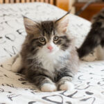 Masek de Tsavo*ES nyolc hetes. Köszönjük a képeket tenyésztőinek: Teresa Martínez és Joaquin Pueche!