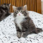 Masek de Tsavo*ES nyolc hetes. Köszönjük a képeket tenyésztőinek: Teresa Martínez és Joaquin Pueche!