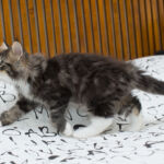 Masek de Tsavo*ES nyolc hetes. Köszönjük a képeket tenyésztőinek: Teresa Martínez és Joaquin Pueche!