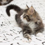 Masek de Tsavo*ES nyolc hetes. Köszönjük a képeket tenyésztőinek: Teresa Martínez és Joaquin Pueche!