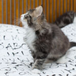 Masek de Tsavo*ES nyolc hetes. Köszönjük a képeket tenyésztőinek: Teresa Martínez és Joaquin Pueche!