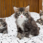 Masek de Tsavo*ES nyolc hetes. Köszönjük a képeket tenyésztőinek: Teresa Martínez és Joaquin Pueche!