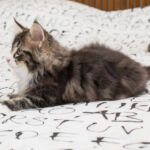 Masek de Tsavo*ES nyolc hetes. Köszönjük a képeket tenyésztőinek: Teresa Martínez és Joaquin Pueche!