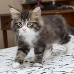 Masek de Tsavo*ES nyolc hetes. Köszönjük a képeket tenyésztőinek: Teresa Martínez és Joaquin Pueche!