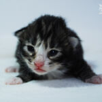 HU*Nordic Verden Gaudium - norvég erdei macska