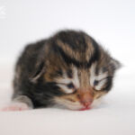 HU*Nordic Verden Spes - norvég erdei macska