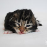 HU*Nordic Verden Fortuna - norvég erdei macska