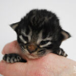 HU*Nordic Verden The Theatre Of Dreams - norvég erdei macska