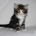 HU*Nordic Verden Gaudium - norvég erdei macska