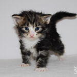 HU*Nordic Verden Gaudium - norvég erdei macska