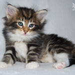 HU*Nordic Verden Spes - norvég erdei macska