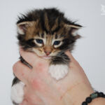 HU*Nordic Verden Spes - norvég erdei macska