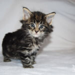 HU*Nordic Verden Stamford Bridge - norvég erdei macska