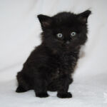 HU*Nordic Verden Vicente Calderon - norvég erdei macska