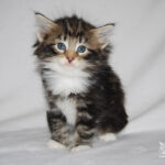 HU*Nordic Verden Fortuna - norvég erdei macska