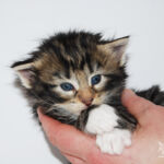 HU*Nordic Verden Fortuna - norvég erdei macska