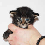 HU*Nordic Verden The Theatre Of Dreams - norvég erdei macska