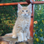 HU*Nordic Verden Barbarossa - norvég erdei macska