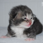 HU*Nordic Verden Elon - norvég erdei macska