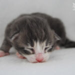 HU*Nordic Verden Bellatrix