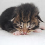 HU*Nordic Verden Capella