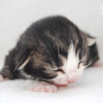 HU*Nordic Never Stop Dreaming aka DREAM