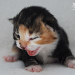 HU*Nordic Verden Don’t Lose Hope aka HOPE