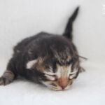 HU*Nordic Verden Mintaka