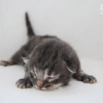 HU*Nordic Verden Sirius