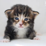 HU*Nordic Verden Gemma