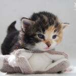 HU*Nordic Verden Don’t Lose Hope aka HOPE