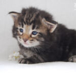 HU*Nordic Verden Mintaka