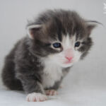 HU*Nordic Verden Bellatrix