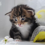 HU*Nordic Verden Capella