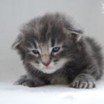 HU*Nordic Verden Sirius