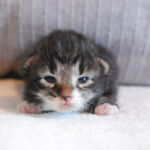 HU*Nordic Verden Defne - norvég erdei macska