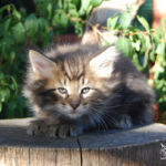 HU*Nordic Verden To'ak - norvég erdei macska