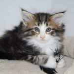 HU*Nordic Verden Ariarne Titmus - norvég erdei macska