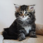 HU*Nordic Verden Armand Duplantis