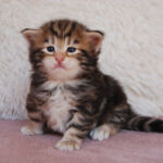 HU*Nordic Verden Arwen - norvég erdei macska