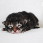 HU*Nordic Verden Atacama - norvég erdei macska