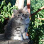 HU*Nordic Verden Azure - norvég erdei macska