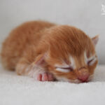 HU*Nordic Verden Barbarossa - norvég erdei macska