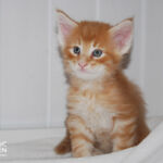 HU*Nordic Verden Barbarossa - norvég erdei macska